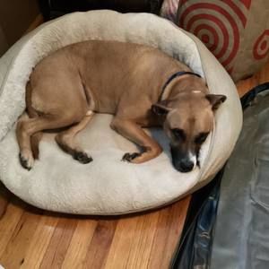 Meet your Posher, Dina